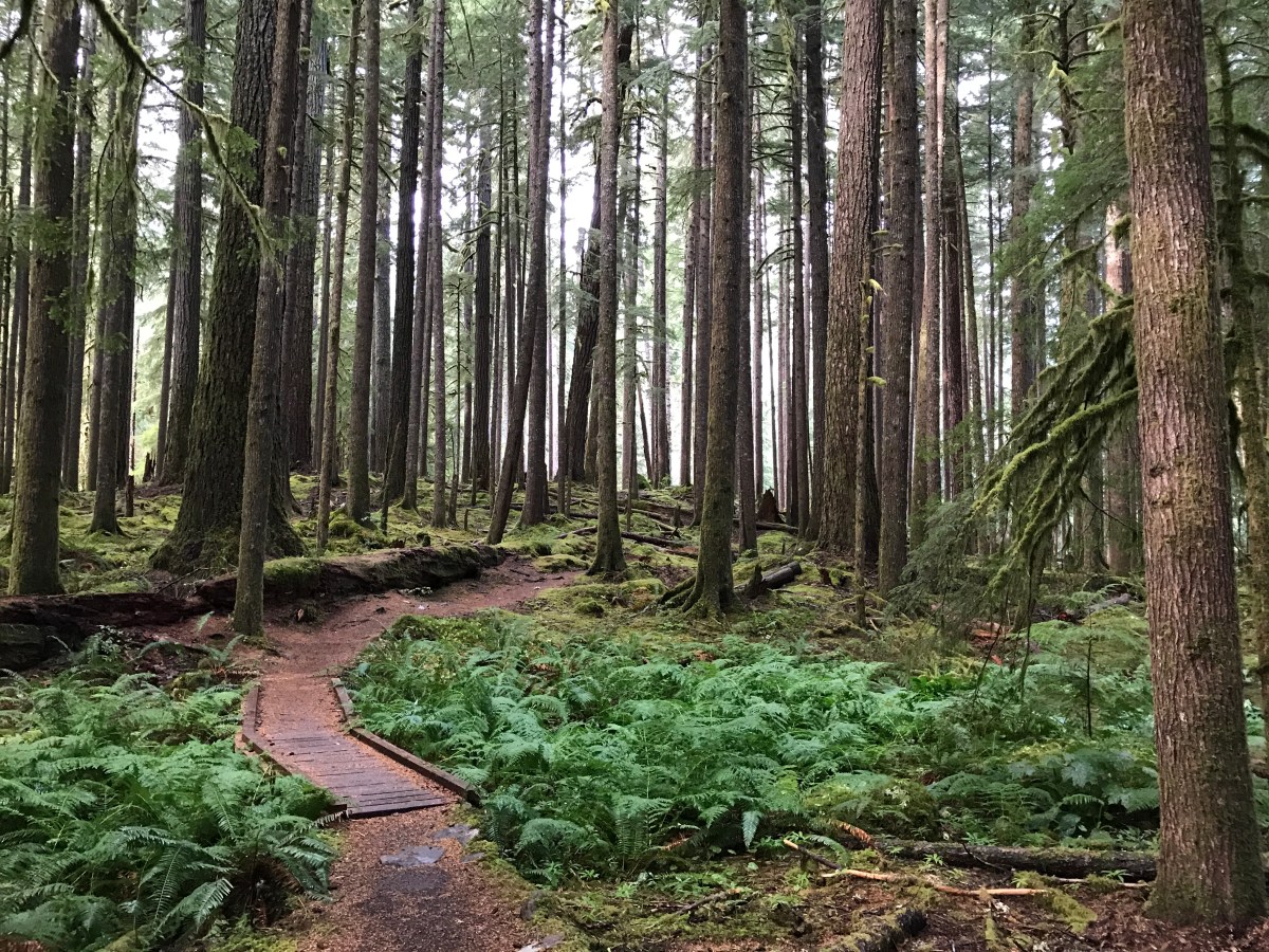 Olympic: Not Just Any National&nbsp;Park