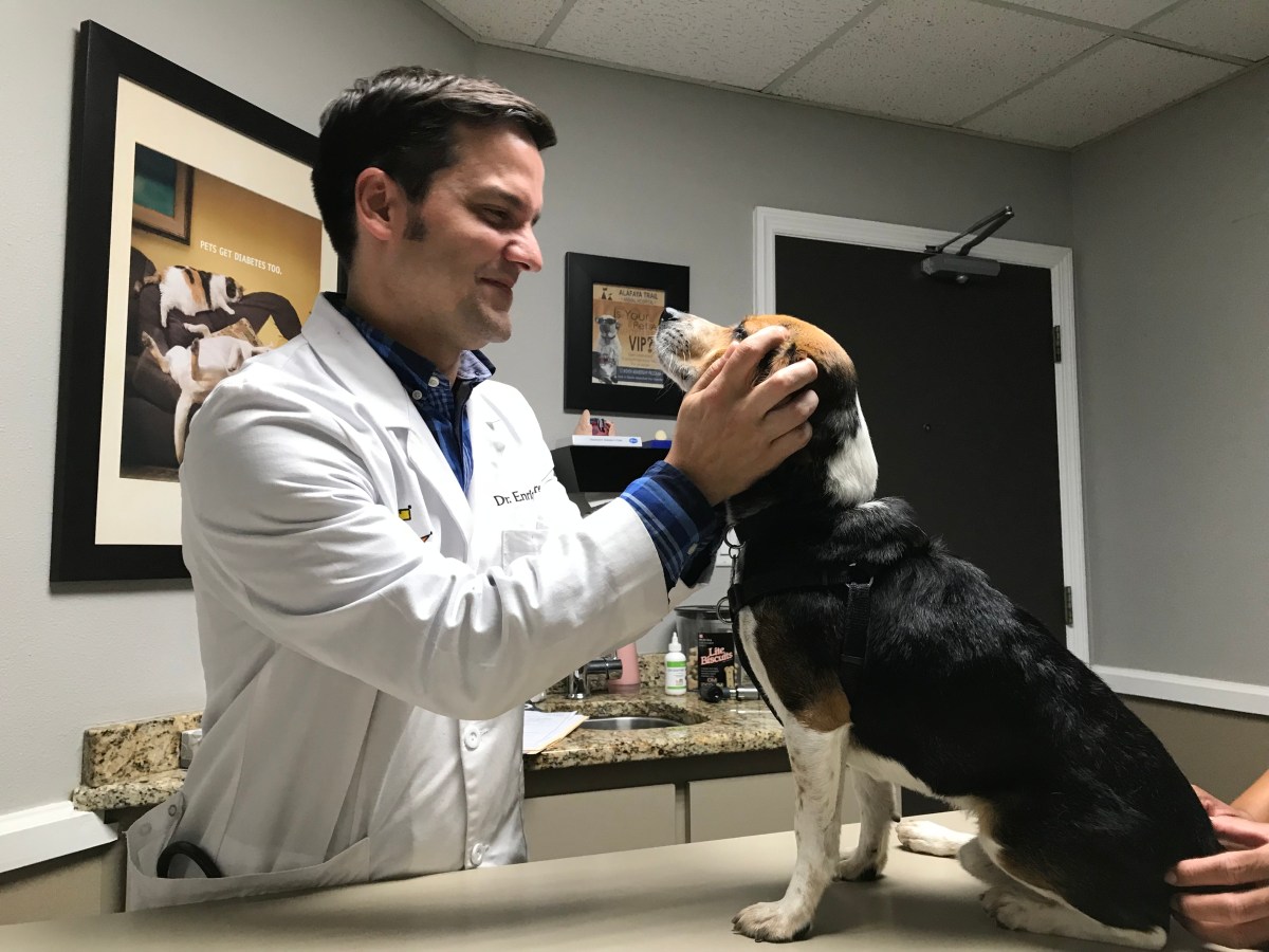 One Beagle’s Battle with Degenerative Disk&nbsp;Disease
