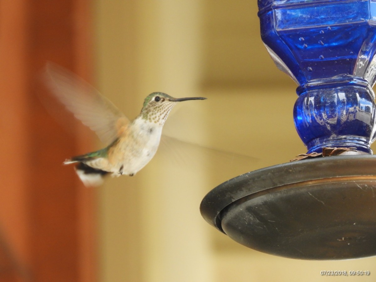 The Bird is the&nbsp;Word