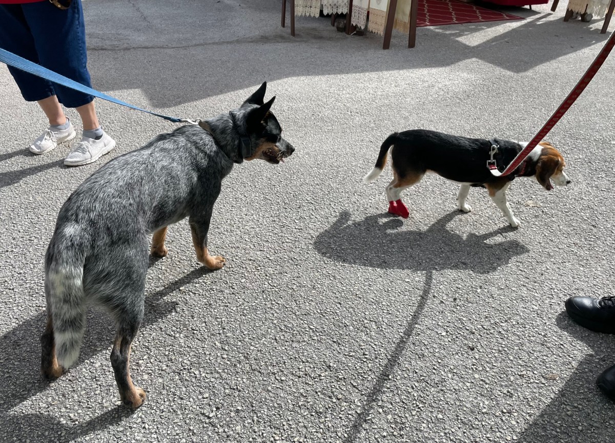 Are Two Dogs Too&nbsp;Many?